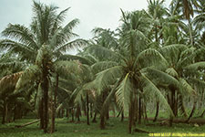 oil palms